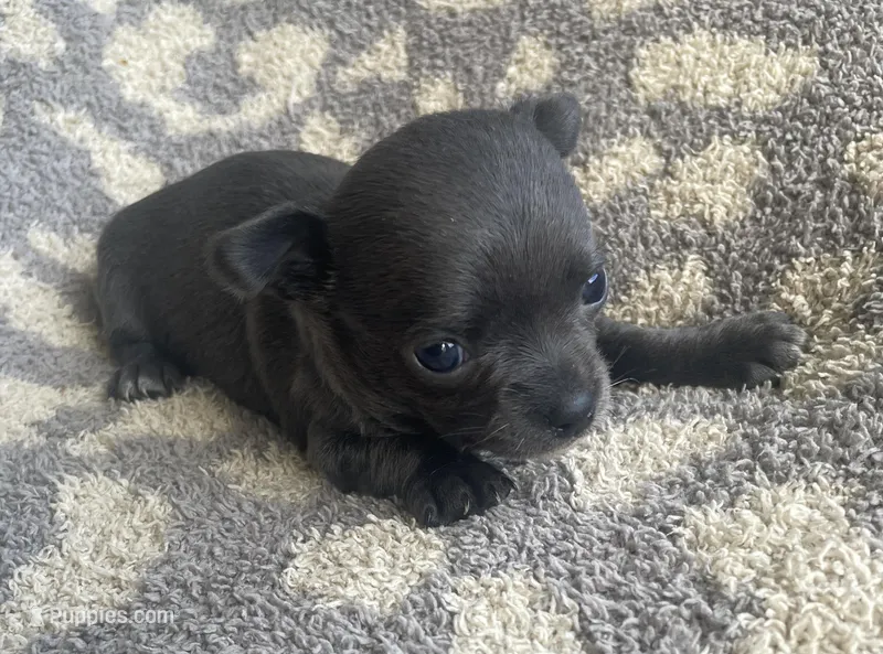 Muffin – Chihuahua puppy for sale in Dorena, OR