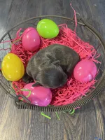 Dahlia’s blue girl , a female Chihuahua for sale in Dorena, OR – Photo 2 of 3