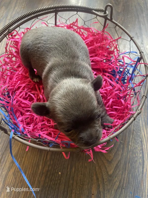 Dahlia’s blue girl  – Chihuahua puppy for sale in Dorena, OR
