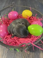 Dahlia’s blue girl , a female Chihuahua for sale in Dorena, OR – Photo 3 of 3