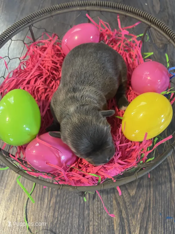 Dahlia’s blue girl  – Chihuahua puppy for sale in Dorena, OR