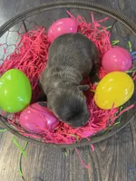 Dahlia’s blue girl , a female Chihuahua for sale in Dorena, OR – Photo 1 of 3