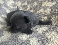 Muffin, a female Chihuahua for sale in Dorena, OR – 3 of 3