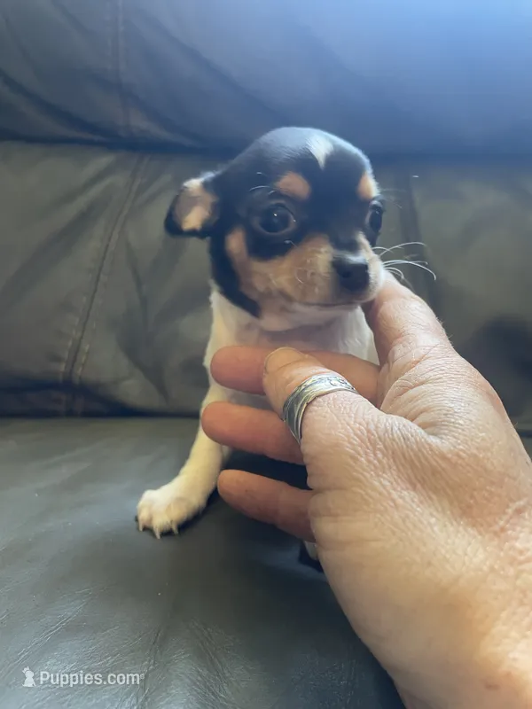 Pancake – Chihuahua puppy for sale in Dorena, OR
