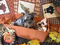 Falling Leaves “Leaf” *blue eyes*, a male Chihuahua for sale in Dorena, OR – 4 of 7