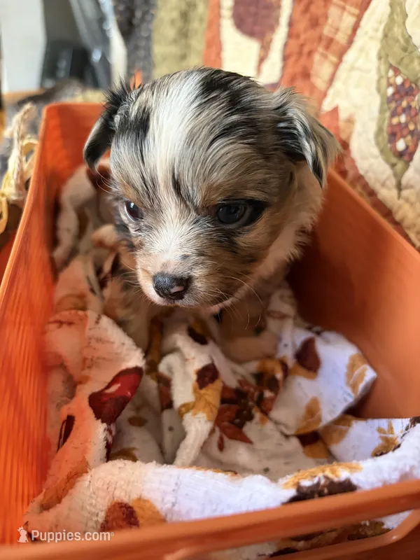 Mittens *Longhair* – Chihuahua puppy for sale in Dorena, OR