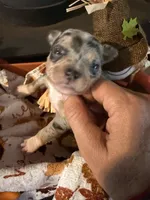 Apple Cider , a male Chihuahua for sale in Dorena, OR – 2 of 4