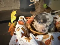 Falling Leaves “Leaf”, a male Chihuahua for sale in Dorena, OR – 6 of 7