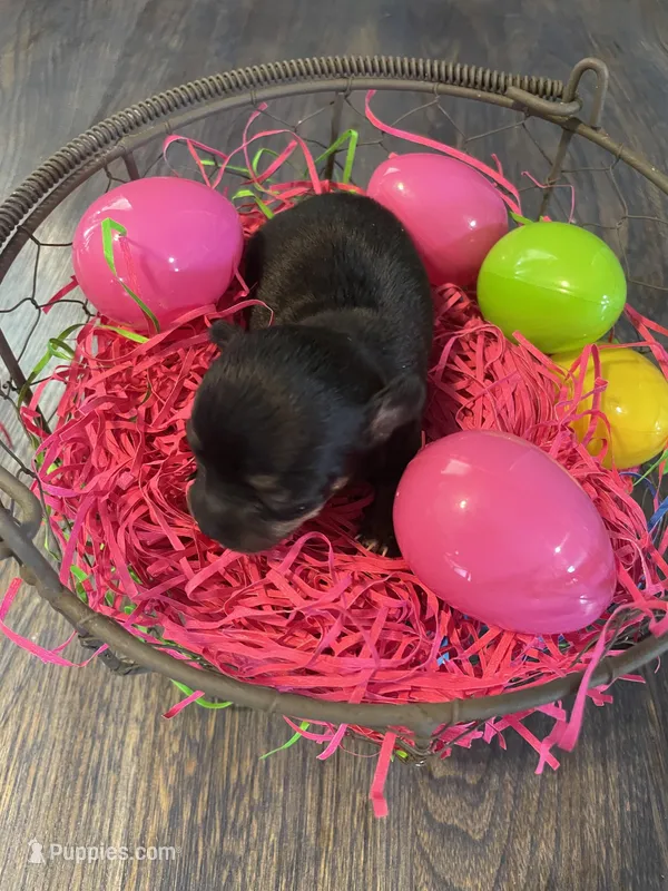 Gordita girl #2 – Chihuahua puppy for sale in Dorena, OR