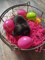 Gordita girl #2, a female Chihuahua for sale in Dorena, OR – Photo 3 of 3