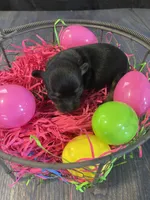 Gordita girl #2, a female Chihuahua for sale in Dorena, OR – Photo 2 of 3