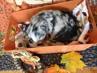 Mittens *Longhair*, a male Chihuahua for sale in Dorena, OR – 5 of 7