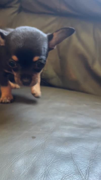 Crepe, a female Chihuahua for sale in Dorena, OR – 5 of 5
