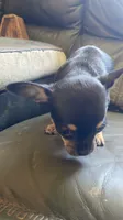 Crepe, a female Chihuahua for sale in Dorena, OR – 3 of 5