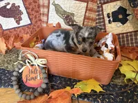 Falling Leaves “Leaf” *blue eyes*, a male Chihuahua for sale in Dorena, OR – 3 of 7
