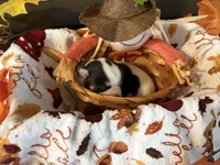 “Rainy” days , a female Chihuahua for sale in Dorena, OR – 2 of 4