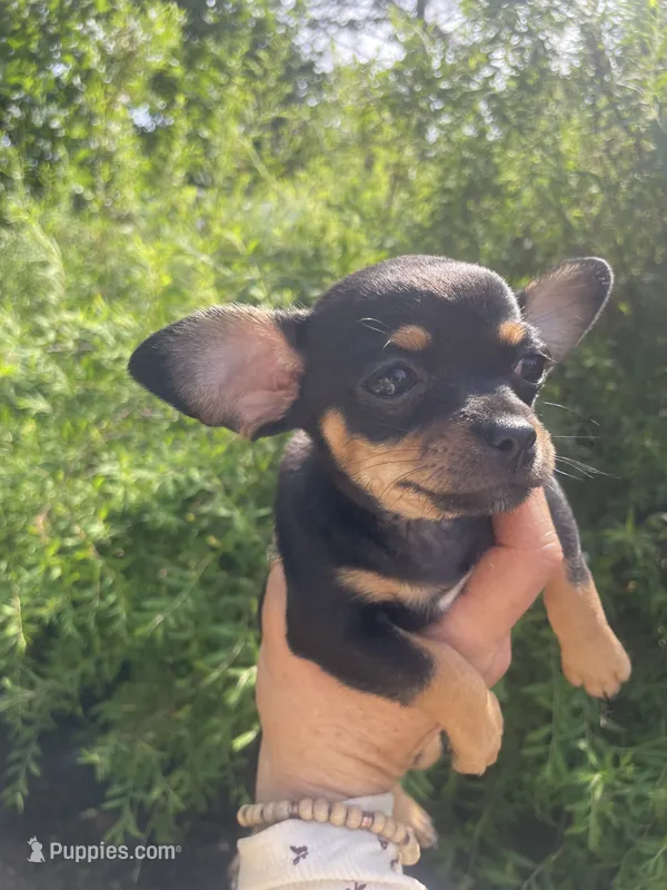 Crepe – Chihuahua puppy for sale in Dorena, OR