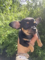 Crepe, a female Chihuahua for sale in Dorena, OR – 2 of 7