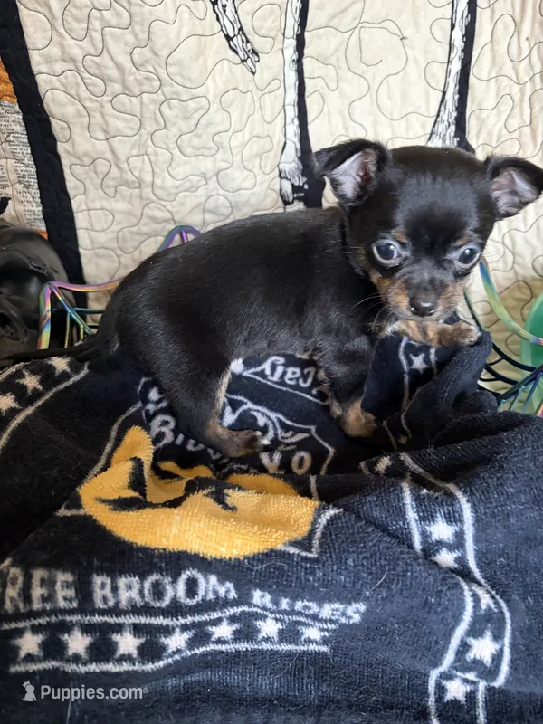 Boots – Chihuahua puppy for sale in Dorena, OR