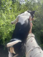 Pancake, a male Chihuahua for sale in Dorena, OR – 9 of 10