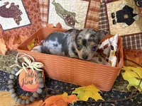 Falling Leaves “Leaf” *blue eyes*, a male Chihuahua for sale in Dorena, OR – 2 of 7