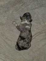 Brownie Puppy, a male Australian Shepherd for sale in Alhambra, CA – 2 of 2