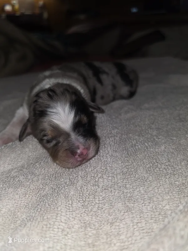Brownie Puppy – Australian Shepherd puppy for sale in Alhambra, CA