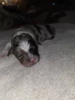 Brownie Puppy, a male Australian Shepherd for sale in Alhambra, CA – 1 of 2
