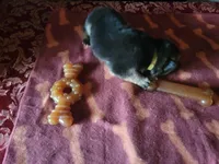 Cassie, a female German Shepherd Dog for sale in Gaffney, SC – Photo 3 of 3