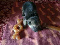 Cassie, a female German Shepherd Dog for sale in Gaffney, SC – Photo 2 of 3