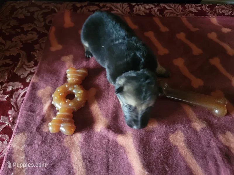 Cassie, a female German Shepherd Dog for sale in Gaffney, SC – Photo 1 of 3