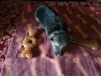 Cassie, a female German Shepherd Dog for sale in Gaffney, SC – Photo 1 of 3