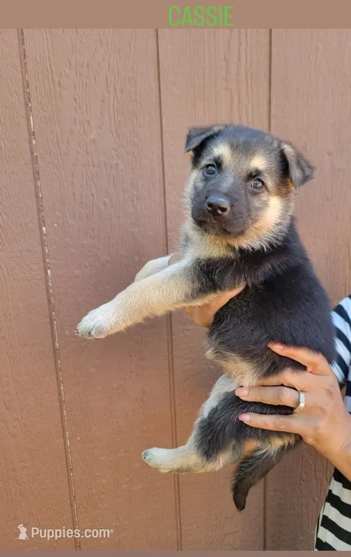 Cassie – German Shepherd Dog puppy for sale in Gaffney, SC