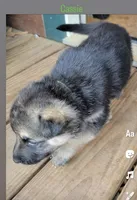 Cassie, a female German Shepherd Dog for sale in Gaffney, SC – Photo 5 of 5