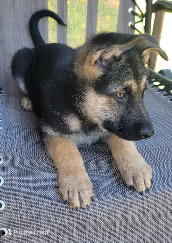 Odin – German Shepherd Dog puppy for sale in Gaffney, SC