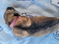 Lily, a female German Shepherd Dog for sale in Gaffney, SC – Photo 5 of 6