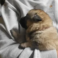 Zara, a female German Shepherd Dog for sale in Gaffney, SC – Photo 2 of 3