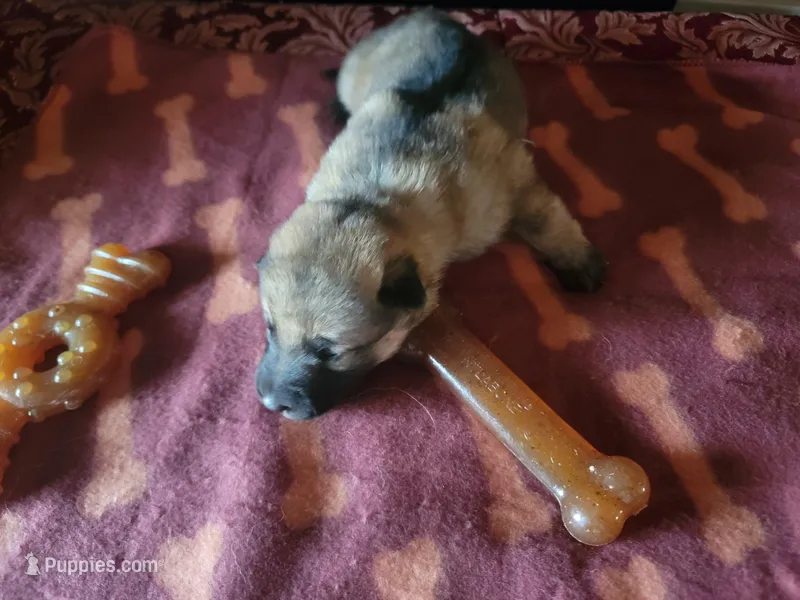 Zara – German Shepherd Dog puppy for sale in Gaffney, SC