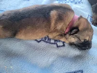 Lily, a female German Shepherd Dog for sale in Gaffney, SC – Photo 3 of 6