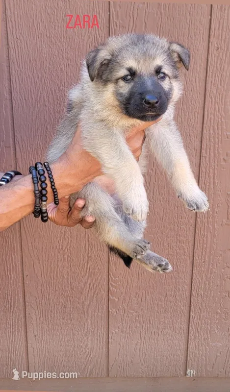 Zara – German Shepherd Dog puppy for sale in Gaffney, SC