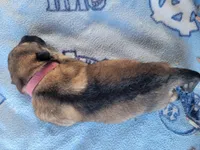 Lily, a female German Shepherd Dog for sale in Gaffney, SC – Photo 4 of 6