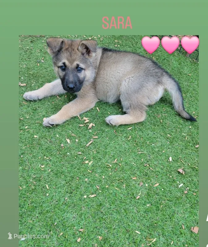 Zara – German Shepherd Dog puppy for sale in Gaffney, SC