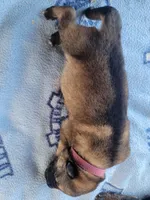 Lily, a female German Shepherd Dog for sale in Gaffney, SC – Photo 6 of 6