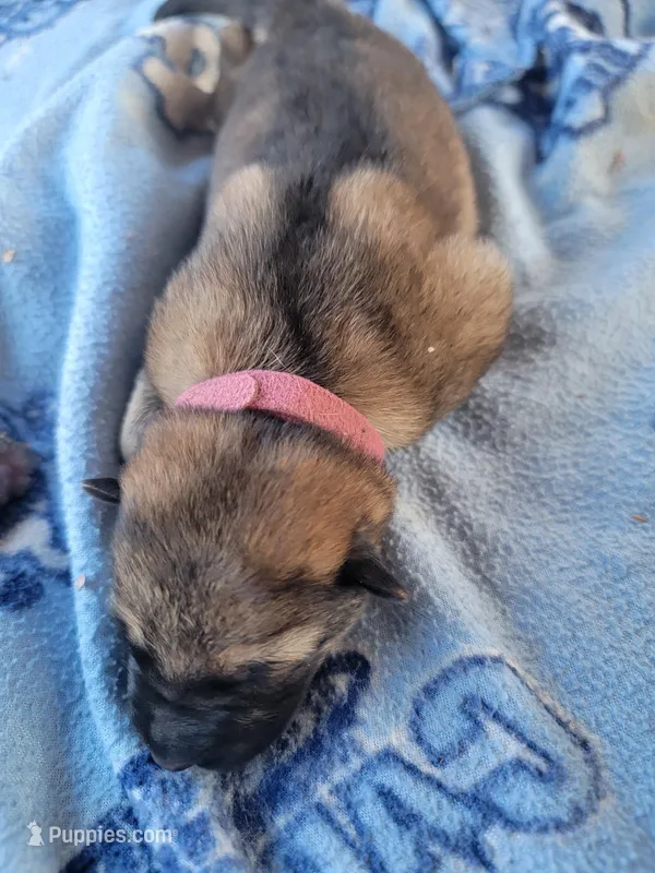 Lily – German Shepherd Dog puppy for sale in Gaffney, SC