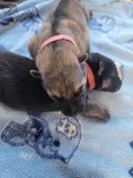 Lily, a female German Shepherd Dog for sale in Gaffney, SC – Photo 2 of 6