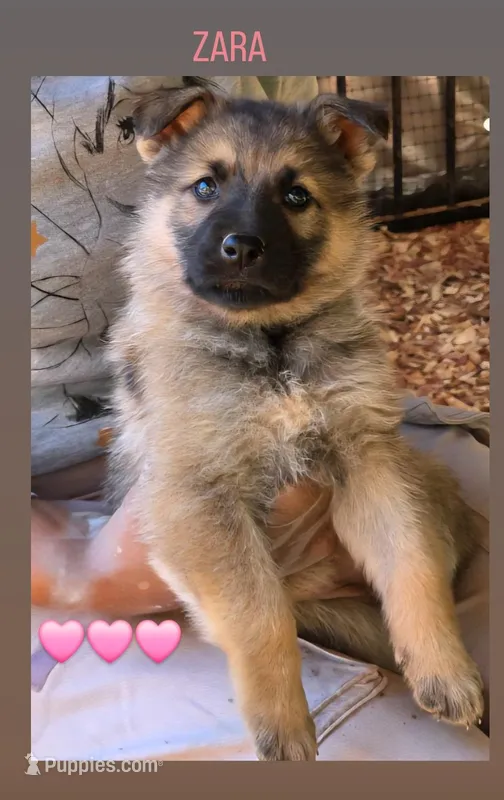 Zara – German Shepherd Dog puppy for sale in Gaffney, SC