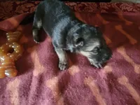 Harper, a female German Shepherd Dog for sale in Gaffney, SC – Photo 2 of 2