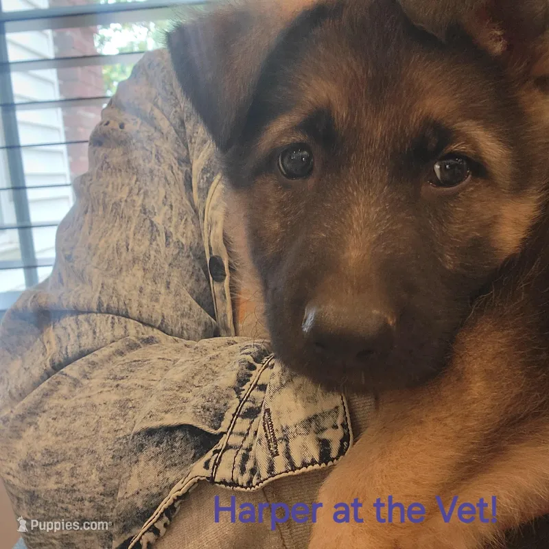 Harper – German Shepherd Dog puppy for sale in Gaffney, SC