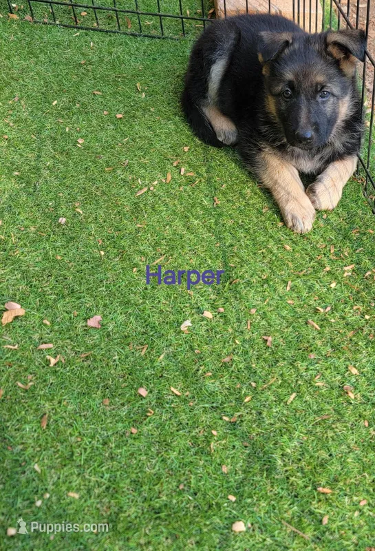 Harper – German Shepherd Dog puppy for sale in Gaffney, SC