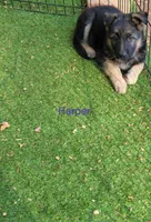 Harper, a female German Shepherd Dog for sale in Gaffney, SC – Photo 1 of 4